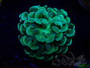 WYSIWYG Euphyllia paraancora (Mariculture acclimaté sous LED) 4E6