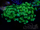 WYSIWYG Euphyllia paraancora (Mariculture acclimaté sous LED) 4E9