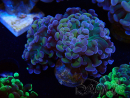 WYSIWYG Euphyllia paraancora (Mariculture acclimated under LED) 4E6