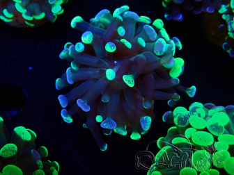 WYSIWYG Euphyllia paraancora (Mariculture acclimaté sous LED) 4F1