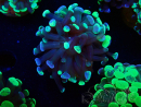 WYSIWYG Euphyllia paraancora (Maricultured acclimated under LED) 4F1