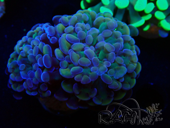 WYSIWYG Euphyllia paraancora (Mariculture acclimaté sous LED) 4F2