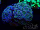 WYSIWYG Euphyllia paraancora (Mariculture acclimaté sous LED) 4F2