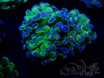 WYSIWYG Euphyllia paraancora (Mariculture acclimaté sous LED) 4F3