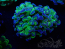 WYSIWYG Euphyllia paraancora (Maricultured acclimated under LED) 4F3