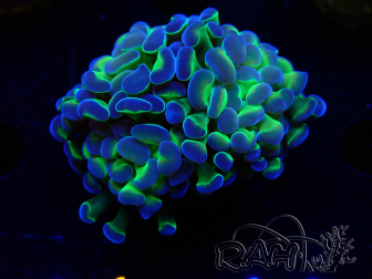 WYSIWYG Euphyllia paraancora (Maricultura acclimatata sotto LED) 4F4