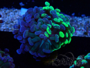 WYSIWYG Euphyllia paraancora (Marikultur akklimatisiert unter LED) 4F5