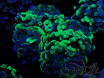 WYSIWYG Euphyllia paraancora (Maricoltura acclimatata sotto LED) 4F6