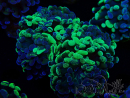 WYSIWYG Euphyllia paraancora (Maricoltura acclimatata sotto LED) 4F6