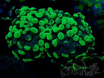 WYSIWYG Euphyllia paraancora (Mariculture acclimaté sous LED) 4F6
