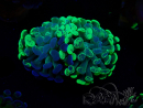 WYSIWYG Euphyllia paraancora (Mariculture acclimaté sous LED) 4F5