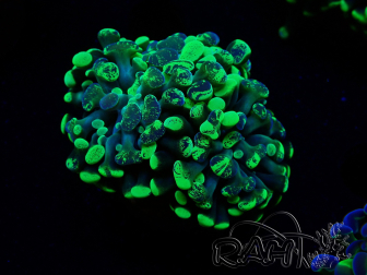 WYSIWYG Euphyllia paraancora (Mariculture acclimaté sous LED) 4F9
