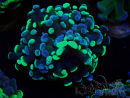 WYSIWYG Euphyllia paraancora (Marikultur akklimatisiert unter LED) 4F10