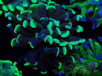 WYSIWYG Euphyllia paraancora (Mariculture acclimaté sous LED) 4G2