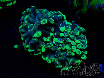 WYSIWYG Euphyllia paraancora (Maricultura aclimatada bajo LED) 4G3