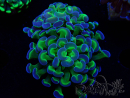 WYSIWYG Euphyllia paraancora (Mariculture acclimaté sous LED) 4G4