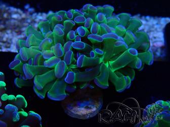 WYSIWYG Euphyllia paraancora (Mariculture acclimaté sous LED) 4G5