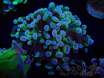 WYSIWYG Euphyllia paraancora (Mariculture acclimaté sous LED) 4G6