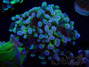 WYSIWYG Euphyllia paraancora (Mariculture acclimaté sous LED) 4G6
