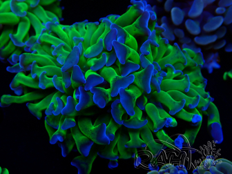 WYSIWYG Euphyllia paraancora (Mariculture acclimaté sous LED) 4G5
