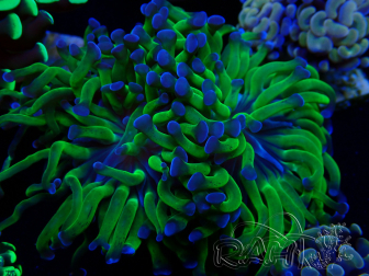 WYSIWYG Euphyllia paraancora (Mariculture acclimaté sous LED) 4G8