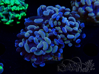 WYSIWYG Euphyllia paraancora (Mariculture acclimaté sous LED) 4G5