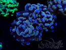 WYSIWYG Euphyllia paraancora (Mariculture acclimaté sous LED) 4G9