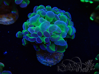 WYSIWYG Euphyllia paraancora (Maricoltura acclimatata sotto LED) 4G6
