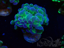 WYSIWYG Euphyllia paraancora (Maricoltura acclimatata sotto LED) 4G6