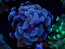 WYSIWYG Euphyllia paradivisa (Mariculture acclimaté sous LED) 4H1
