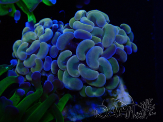 WYSIWYG Euphyllia paraancora (Marikultur unter LED akklimatisiert) 4H2