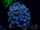 WYSIWYG Euphyllia paraancora (Mariculture acclimaté sous LED) 4H3