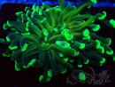 WYSIWYG Euphyllia ancora (Mariculture acclimaté sous LED) 18A1 (Skeleton 5.5 cm/Open 7 cm)