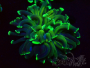 WYSIWYG Euphyllia ancora (Mariculture acclimaté sous LED) 18A2 (Skeleton 5.5 cm/Open 7 cm)