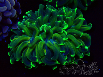 WYSIWYG Euphyllia ancora (Mariculture acclimaté sous LED) 18A3 (Skeleton 5 cm/Open 6.5 cm)