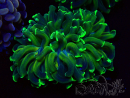 WYSIWYG Euphyllia ancora (Mariculture acclimated under LED) 11 (Skeleton 7 cm/Open 12 cm)