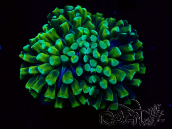 WYSIWYG Euphyllia ancora (Mariculture acclimaté sous LED) 18A4 (Skeleton 4 cm/Open 6 cm)