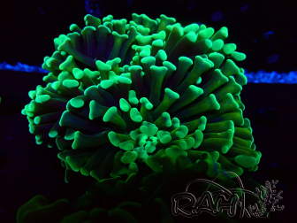 WYSIWYG Euphyllia ancora (Mariculture acclimaté sous LED) 18A5 (Skeleton 5 cm/Open 7 cm)