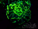 WYSIWYG Euphyllia ancora (Mariculture acclimaté sous LED) 18A6 (Skeleton 4 cm/Open 6 cm)