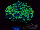 WYSIWYG Euphyllia ancora (Mariculture acclimaté sous LED) 18B1 (Skeleton 4.5 cm/Open 6 cm)
