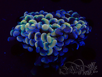 WYSIWYG Euphyllia ancora (Mariculture acclimaté sous LED) 18B2 (Skeleton 6.5 cm/Open 7.5 cm)