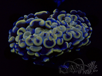 WYSIWYG Euphyllia ancora (Mariculture acclimaté sous LED) 18B3 (Skeleton 5 cm/Open 7 cm)