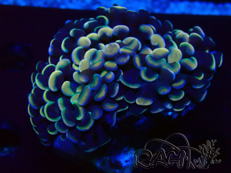WYSIWYG Euphyllia ancora (Mariculture acclimaté sous LED) 18B4 (Skeleton 4.5 cm/Open 7 cm)