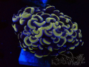 WYSIWYG Euphyllia ancora (Mariculture acclimaté sous LED) 18B5 (Skeleton 3.5 cm/Open 5 cm)