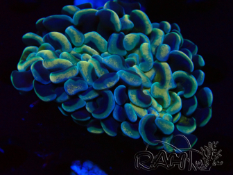 WYSIWYG Euphyllia ancora (Marikultur unter LED akklimatisiert) 3 (Skelett 7 cm/Geöffnet 10 cm)