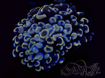 WYSIWYG Euphyllia ancora (Mariculture acclimaté sous LED) 18C1 (Skeleton 4 cm/Open 6 cm)