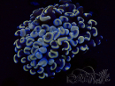 WYSIWYG Euphyllia ancora (Mariculture acclimaté sous LED) 18C1 (Skeleton 4 cm/Open 6 cm)
