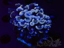 WYSIWYG Euphyllia ancora (Marikultur akklimatisiert unter LED) 8 (Skelett 6 cm/Geöffnet 12 cm)