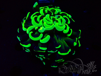 WYSIWYG Euphyllia ancora (Marikultur, akklimatisiert unter LED) 9 (Skelett 6 cm/Geschlossen 12 cm)