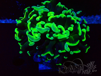 WYSIWYG Euphyllia ancora (Mariculture acclimaté sous LED) 18C6 (Skeleton 5.5 cm/Open 7 cm)
